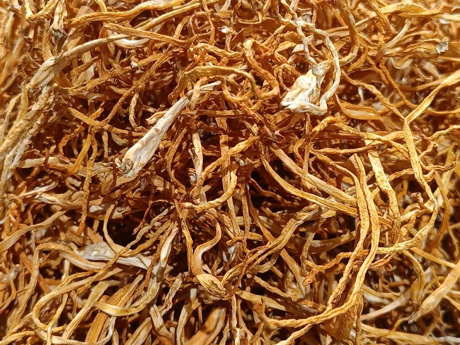 Kordyceps chiński